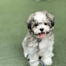 Charming Shih Tzu Puppy – Teddy
