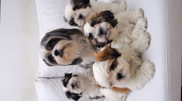 Puppies