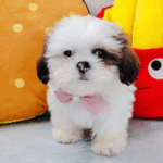 Shih Tzu puppies for adoption and rehoming