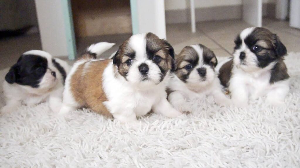 Shih Tzu puppies