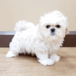 buy puppy online