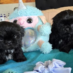 Shih Tzu Purebred