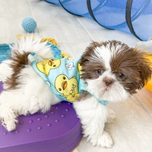 Adorable Shih Tzu Puppy-Teddy